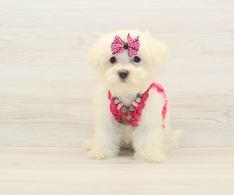 kiss maltese breeders near me