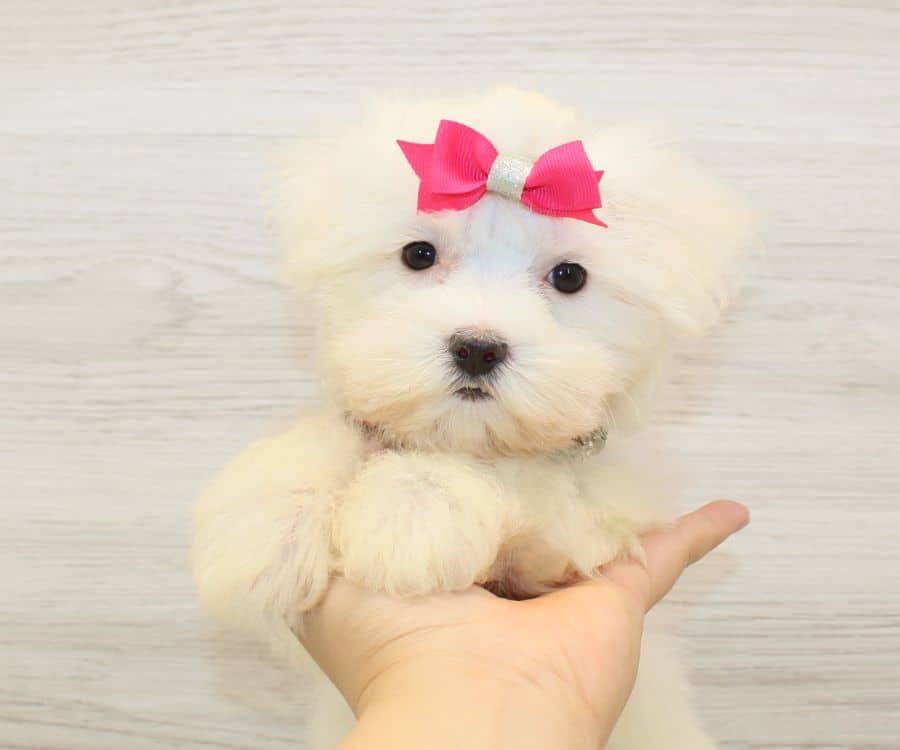 lottery maltese teacup