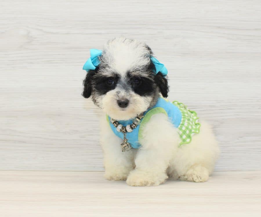 nina miniature poodle puppies