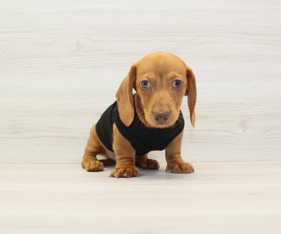 spiderman mini dachshund