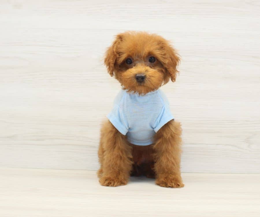 the bear toy poodle for sale
