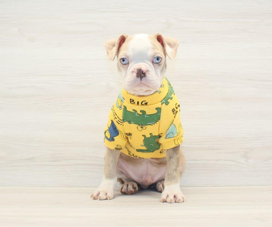 toronto boston terrier puppies for sale near me