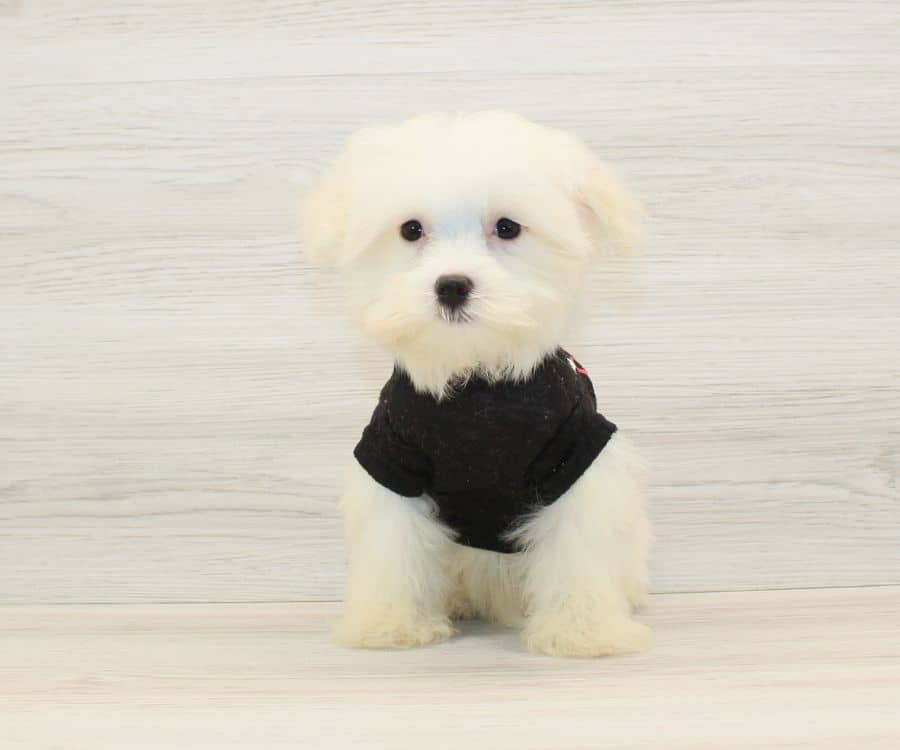 zach king maltese poodle