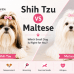 Shih Tzu vs Maltese