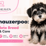 Mini Schnauzerpoo