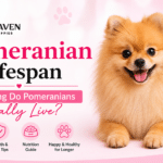Pomeranian Lifespan