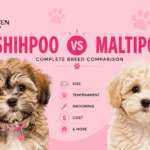Shihpoo vs Maltipoo