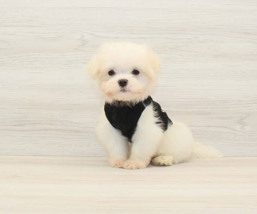 cartier maltese puppies for sale