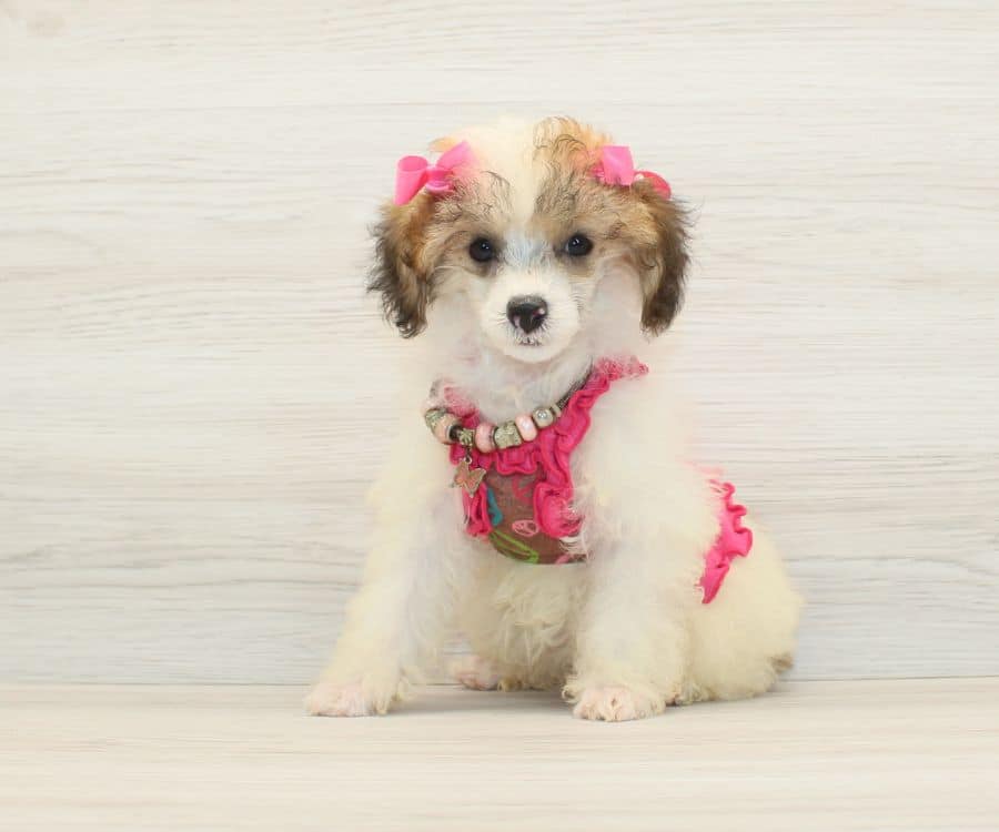 siri toy poodle puppies sale